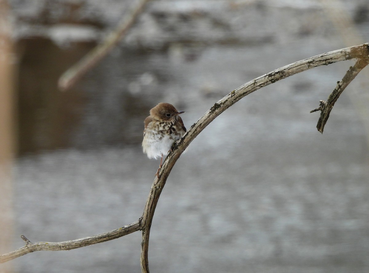 Hermit Thrush - ML651139189