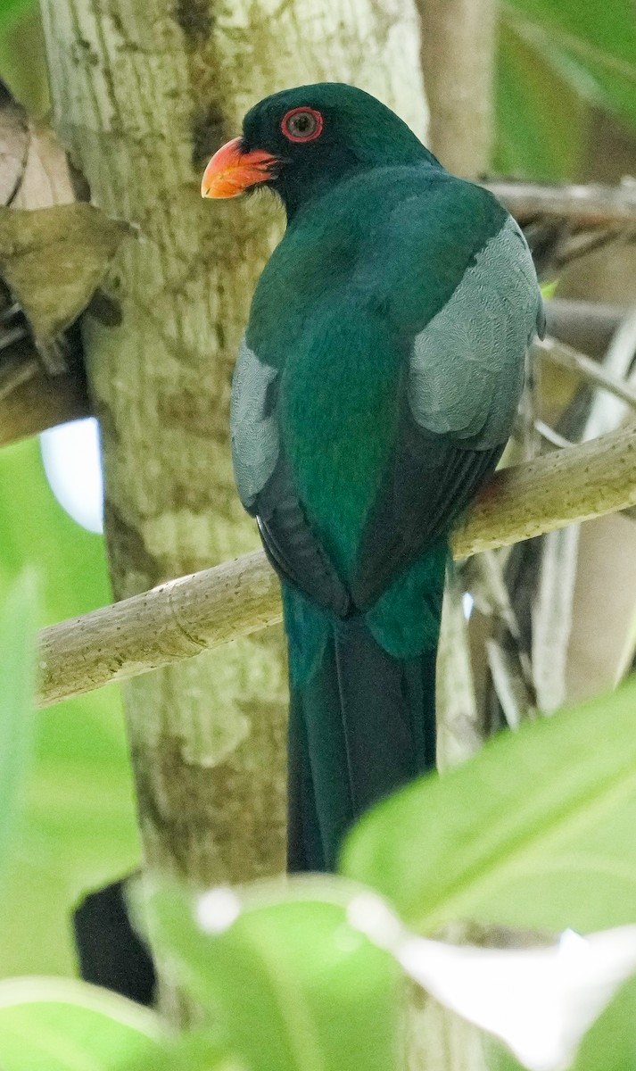 Slaty-tailed Trogon - ML651139257