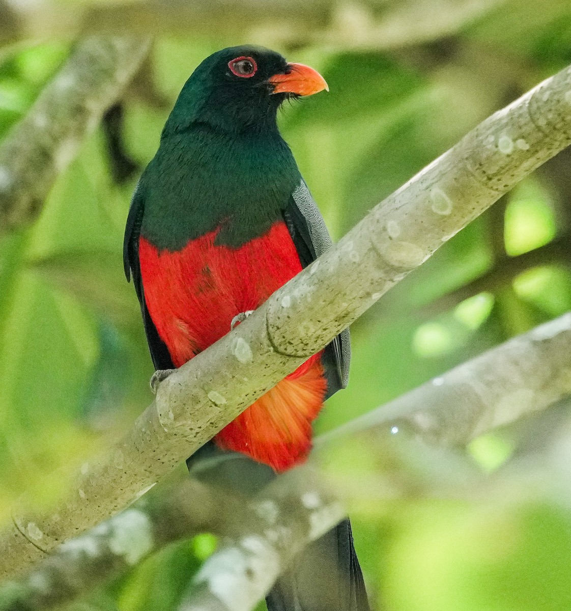 Slaty-tailed Trogon - ML651139258