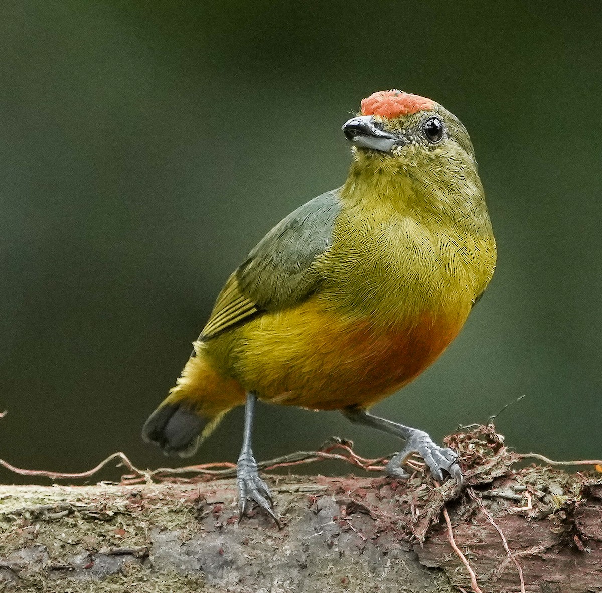 Spot-crowned Euphonia - ML651139350