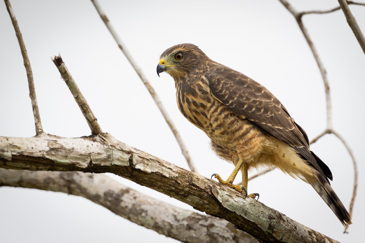 Busardo Caminero - ML651139662