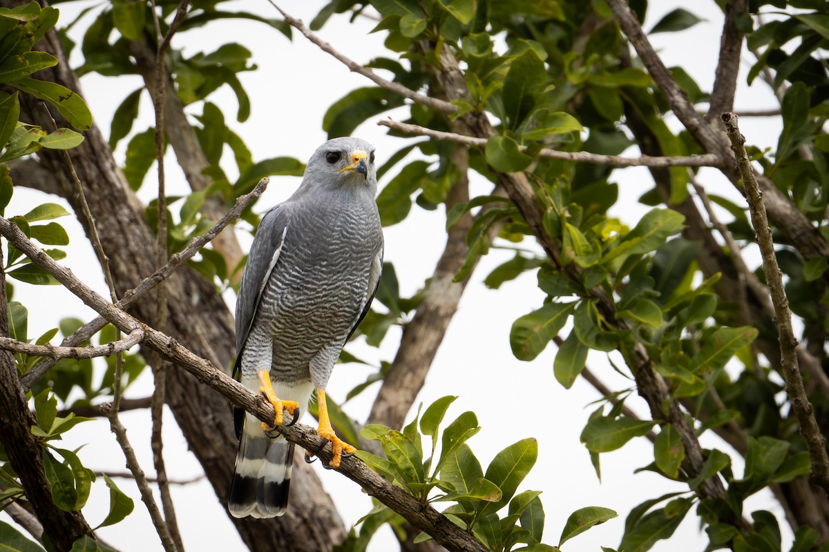 Busardo Gris Norteño - ML651139669