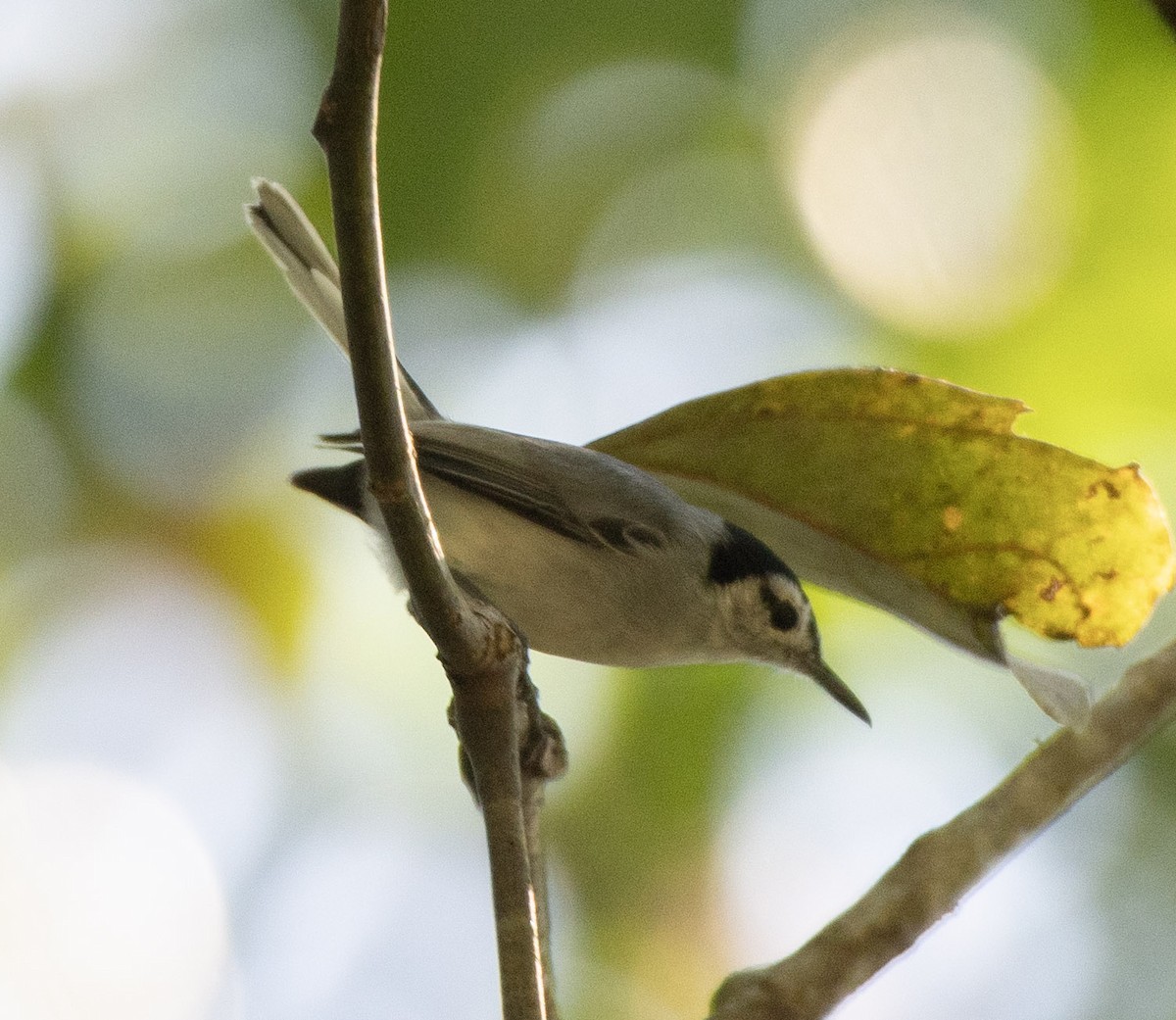 White-browed Gnatcatcher - ML651140376