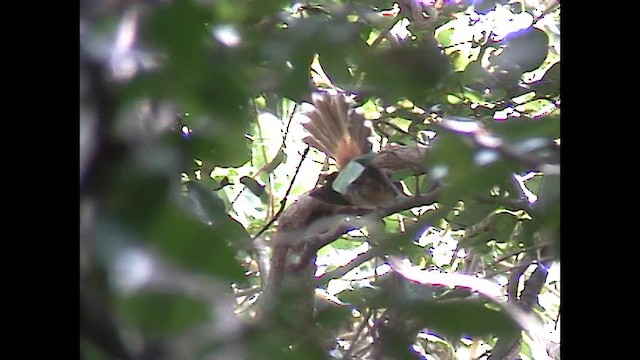 Micronesian Rufous Fantail (Marianas) - ML651140405