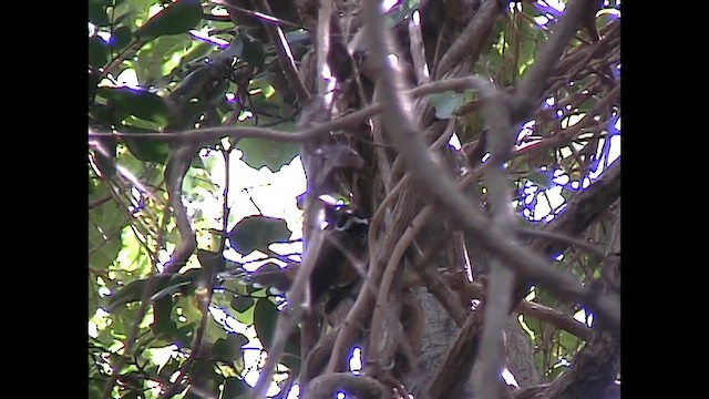 Micronesian Rufous Fantail (Marianas) - ML651140413