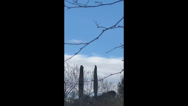 Gila Woodpecker - ML651140524