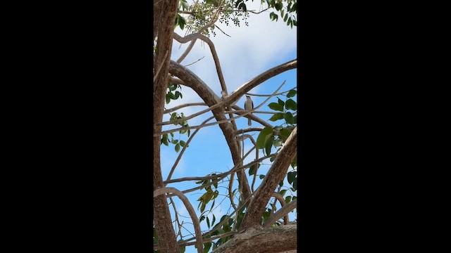 Tropical Mockingbird - ML651140662