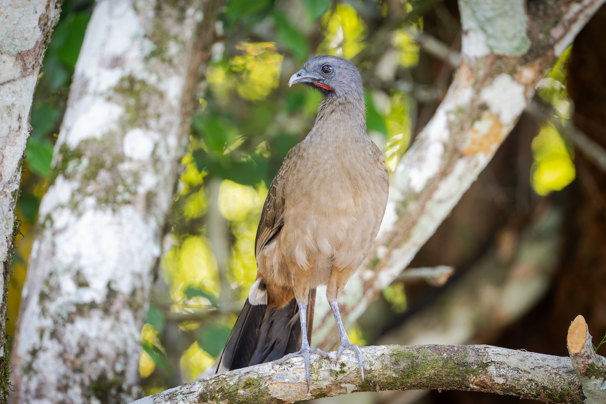Chachalaca Norteña - ML651140713