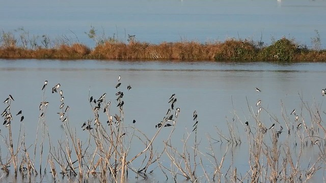 Elai kolorebikoa - ML651140724