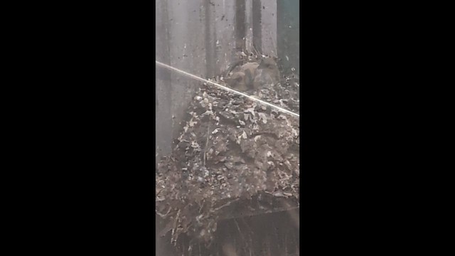 Haitz-usoa (etxekoa) - ML651140945