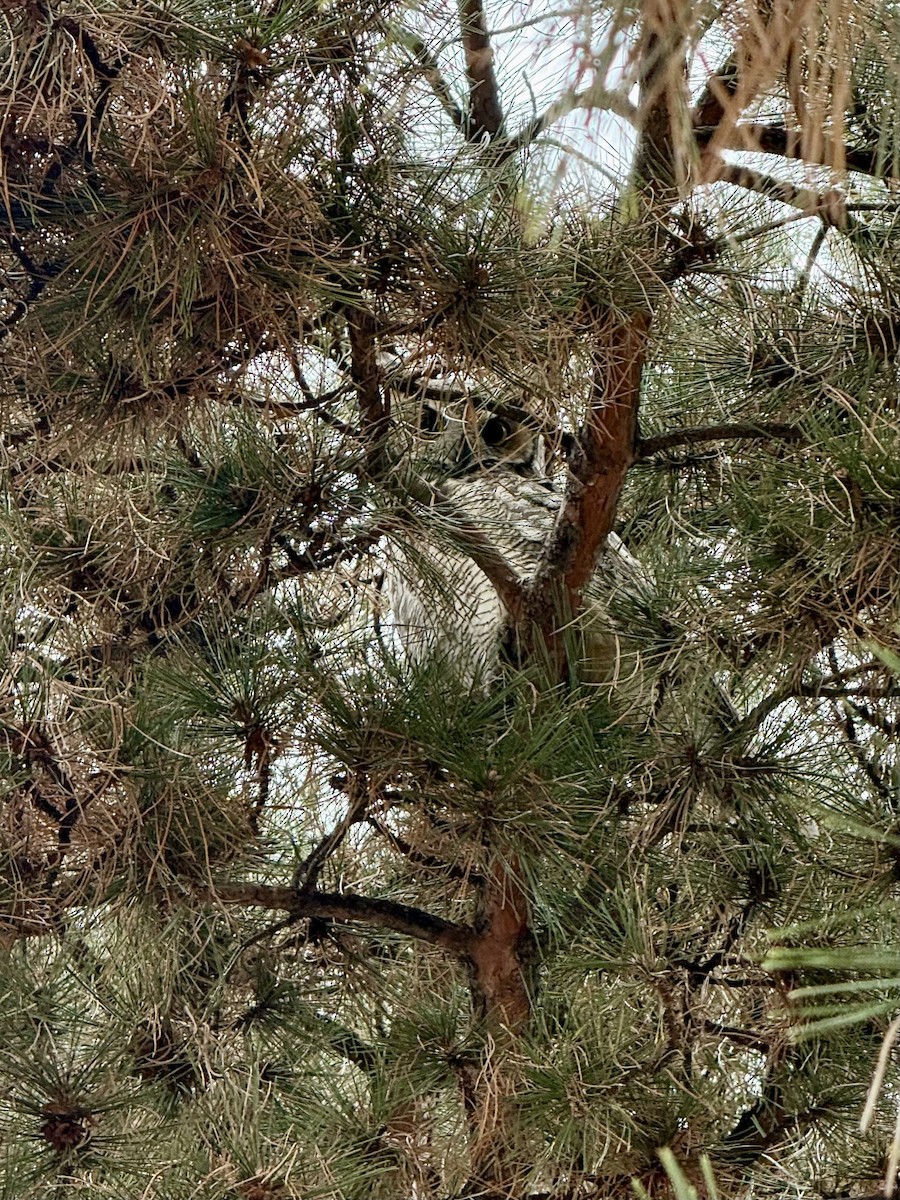 Hontz virginiarra - ML651140950