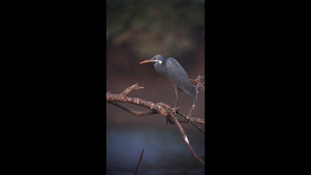 Uharri-koartzatxoa - ML651140995