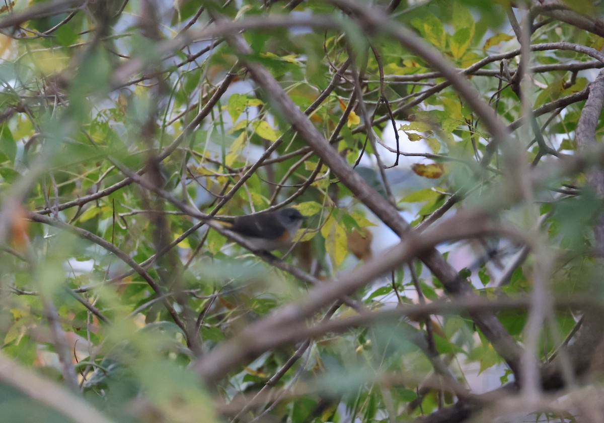 Горихвостковая древесница - ML651141048