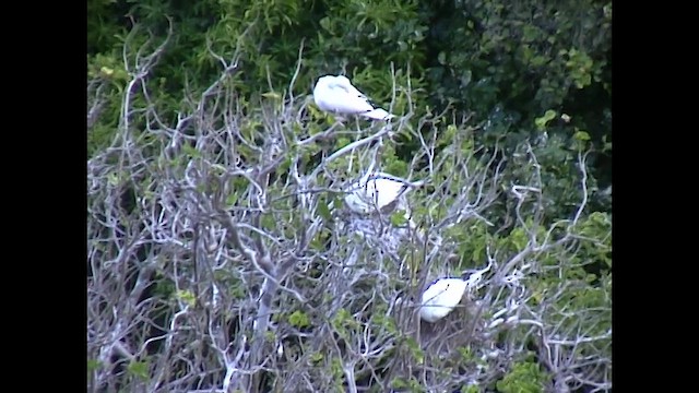 Zanga hankagorria - ML651141166