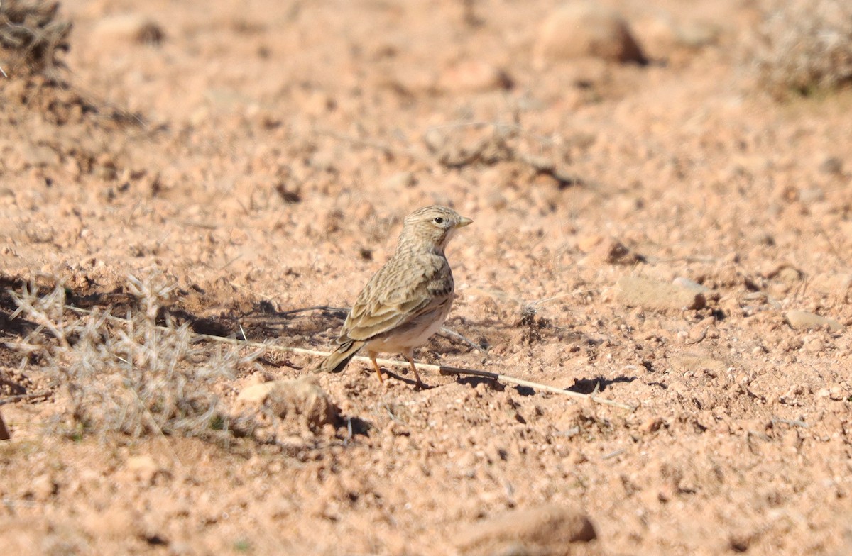 Mediterranean Short-toed Lark - ML651141192