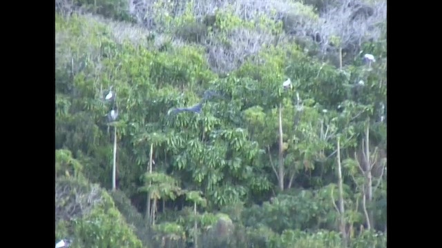 Fragata ertaina - ML651141219