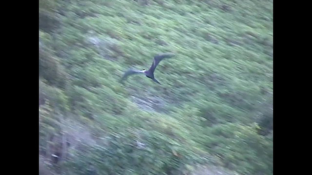 Fragata ertaina - ML651141393