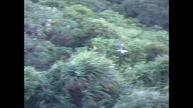 Zanga hankagorria - ML651141451