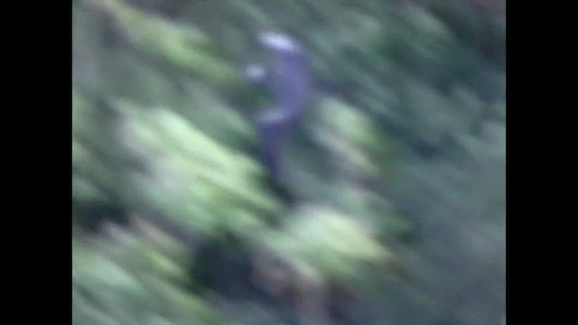 Fragata ertaina - ML651141474