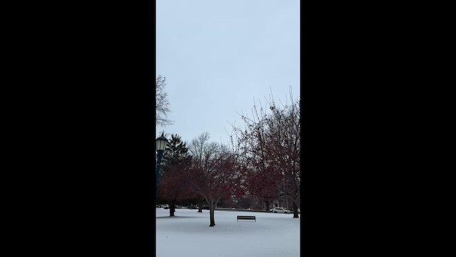 Arabazozo pikarta - ML651141561