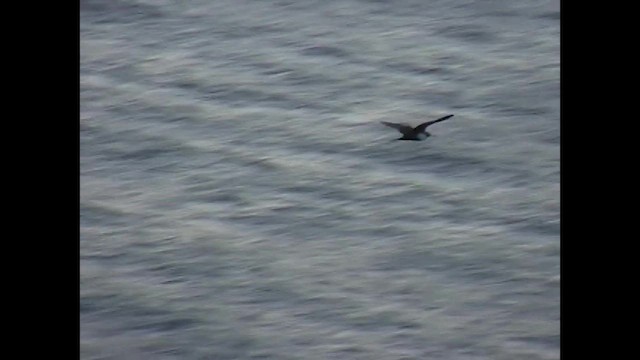 Fragata ertaina - ML651141588