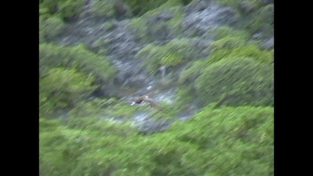 Zanga iluna (plotus) - ML651141641