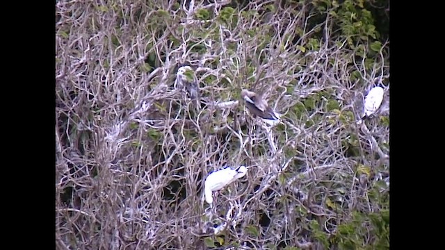 Zanga hankagorria - ML651141678