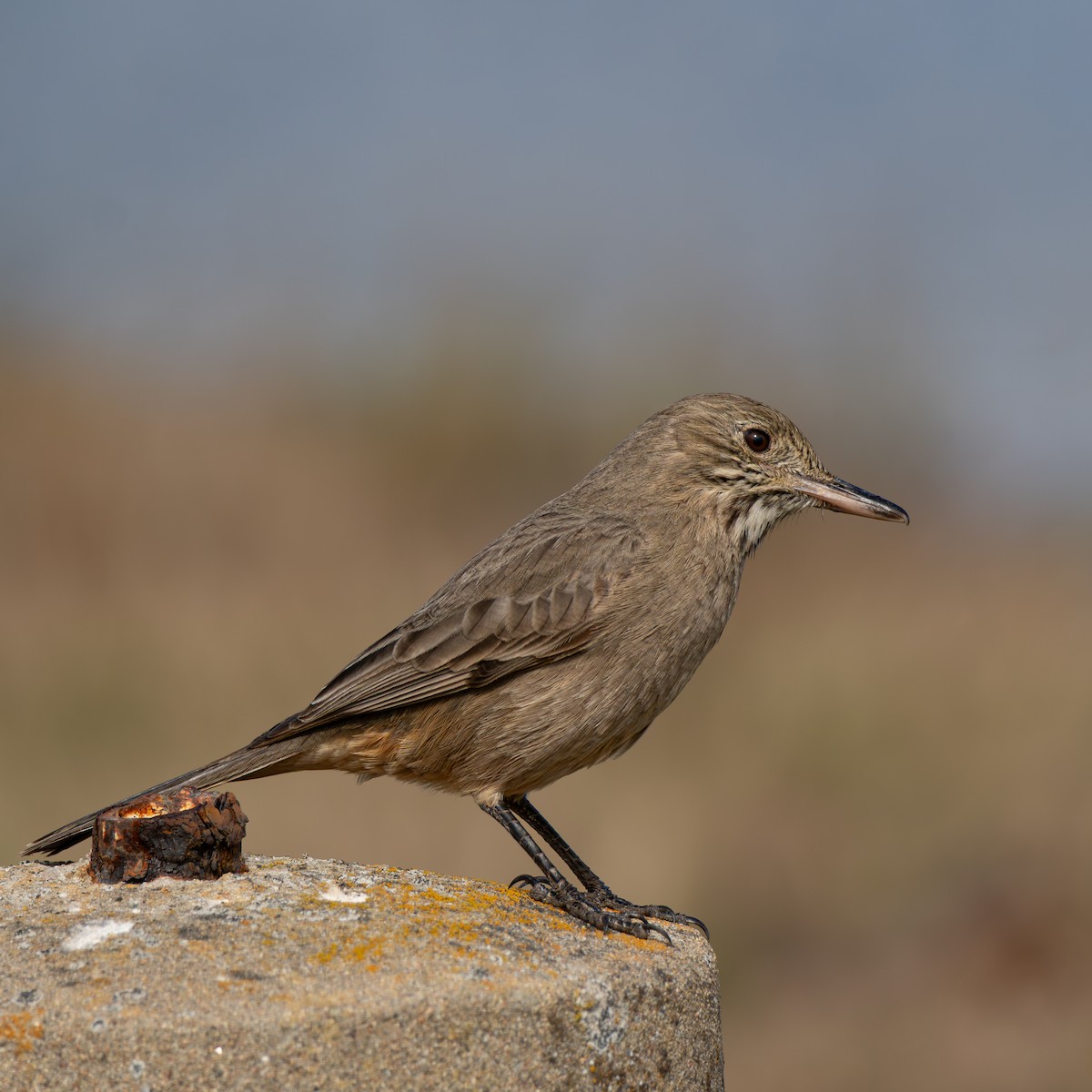 Great Shrike-Tyrant - ML651141933
