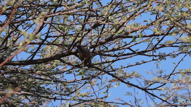Little Gray Woodpecker - ML651142059