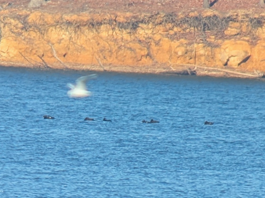 White-winged Scoter - ML651142122