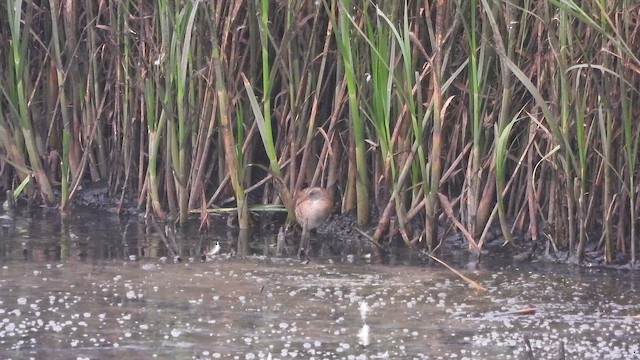 Uroilanda handia - ML651142187