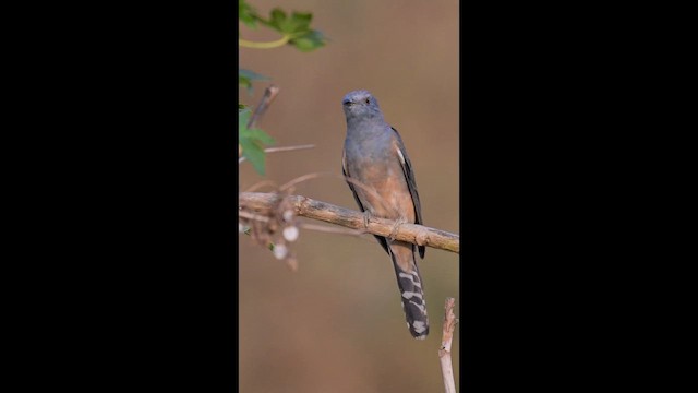 Plaintive Cuckoo - ML651142502