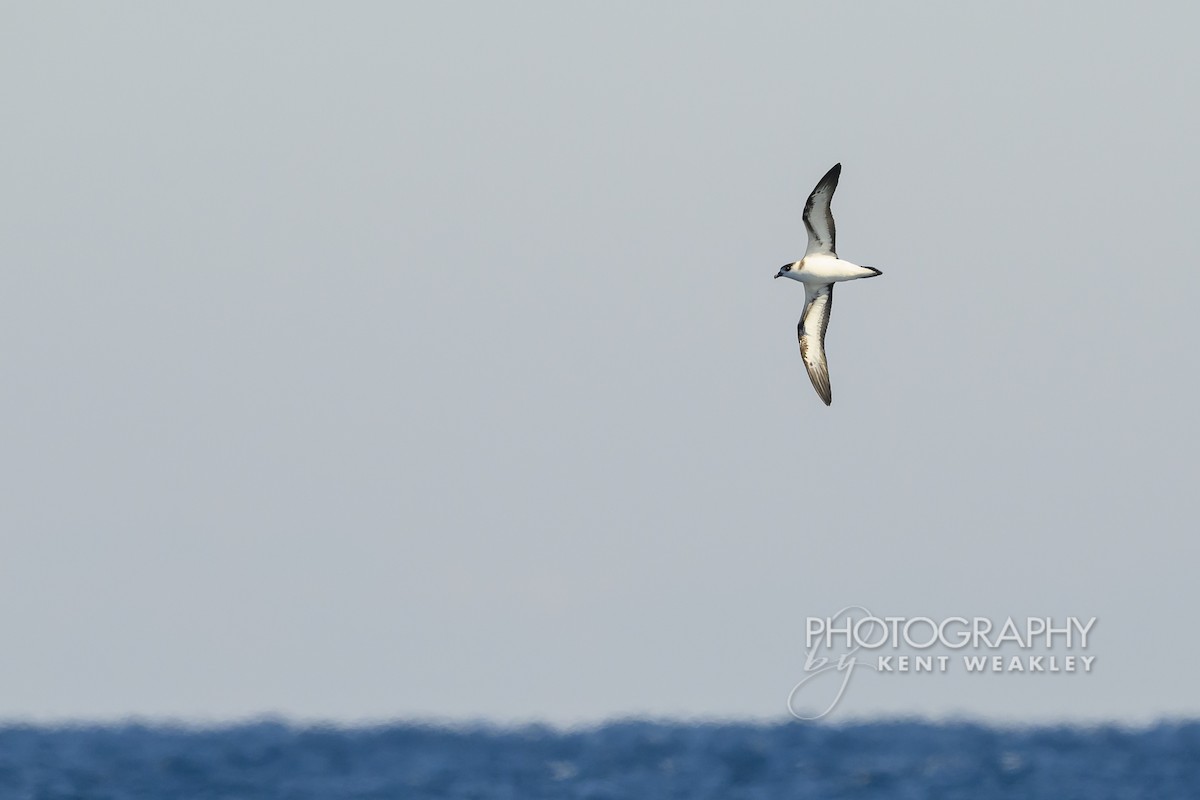 Pétrel diablotin - ML651142530