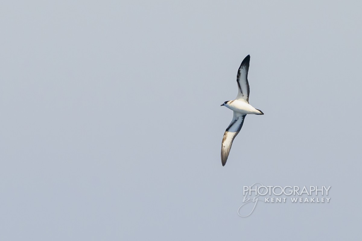 Pétrel diablotin - ML651142531