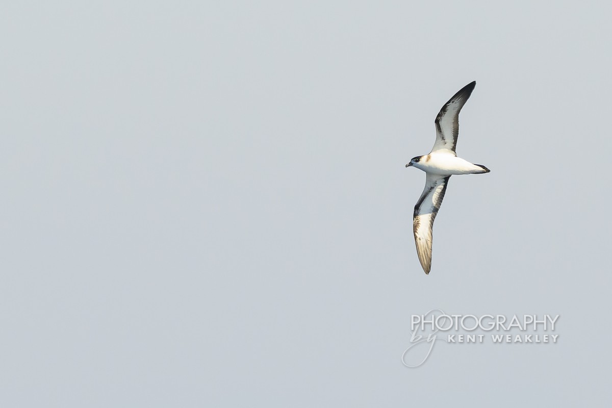 Pétrel diablotin - ML651142532