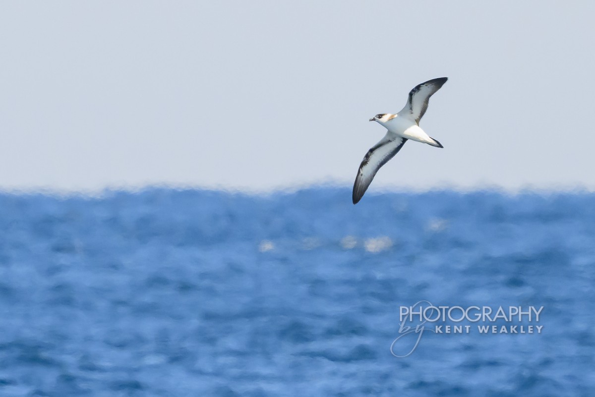 Pétrel diablotin - ML651142533