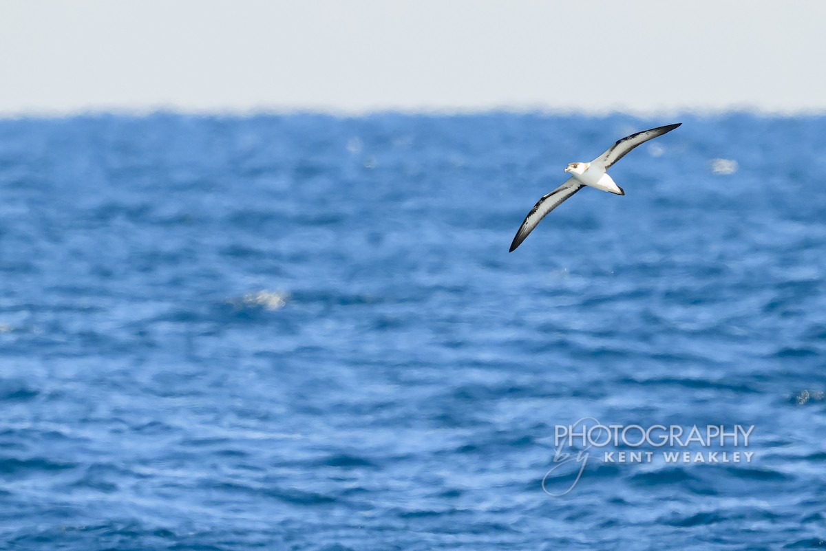 Pétrel diablotin - ML651142534