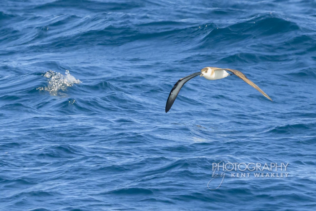 Pétrel diablotin - ML651142535