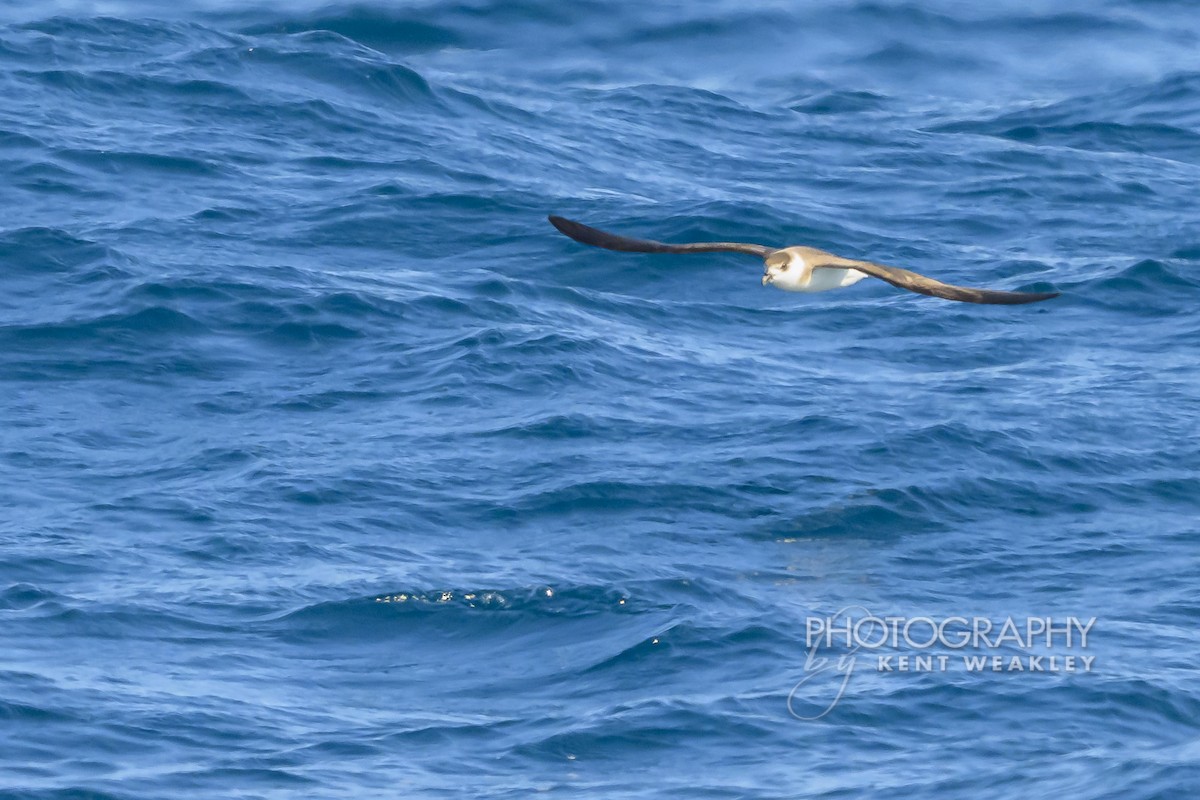 Pétrel diablotin - ML651142536