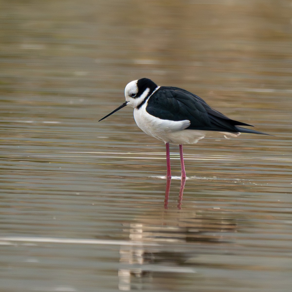 Black-necked Stilt - ML651142784