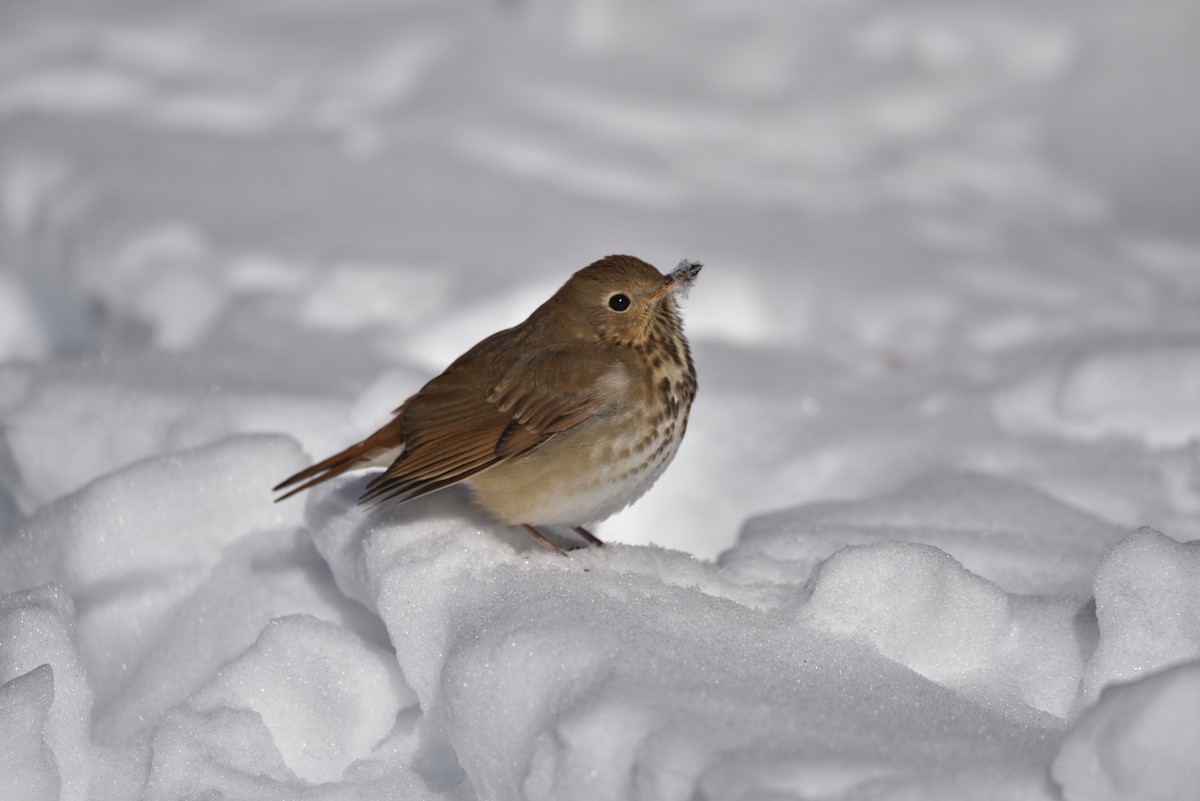 Hermit Thrush - ML651142848