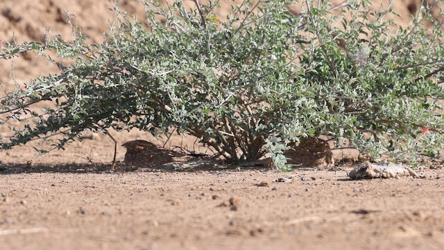 Golden Nightjar - ML651142959