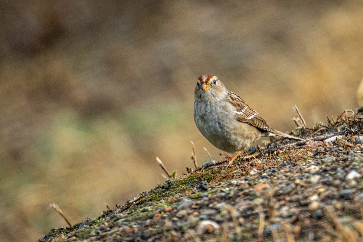 White-crowned Sparrow - ML651143137