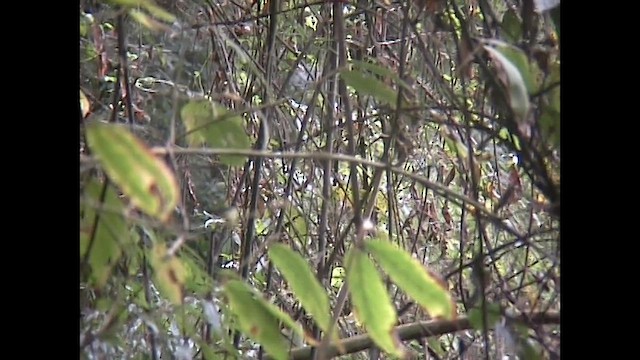 Taiwan Liocichla - ML651143214