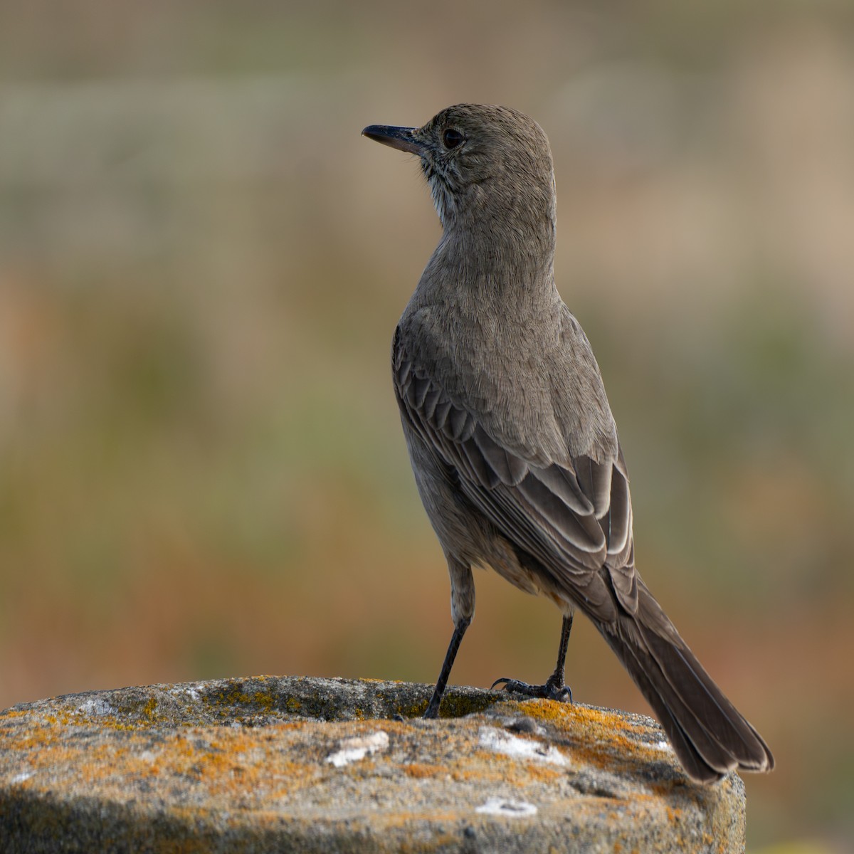 Great Shrike-Tyrant - ML651143262