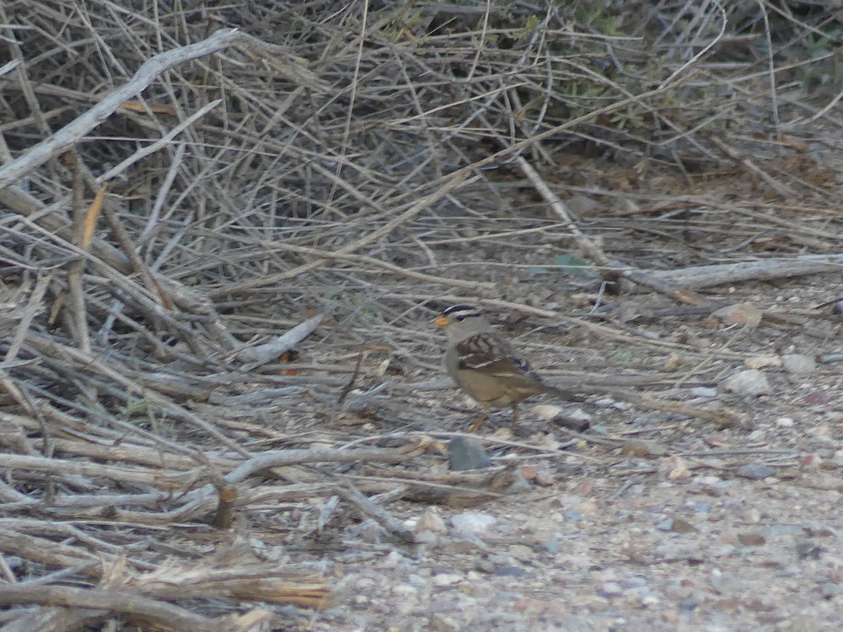White-crowned Sparrow - ML651143318