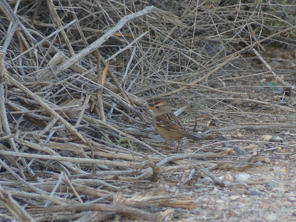 White-crowned Sparrow - ML651143319