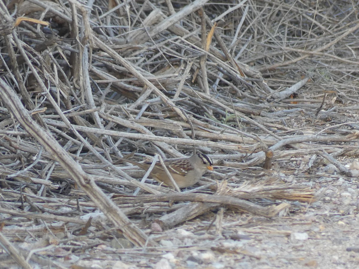 White-crowned Sparrow - ML651143357