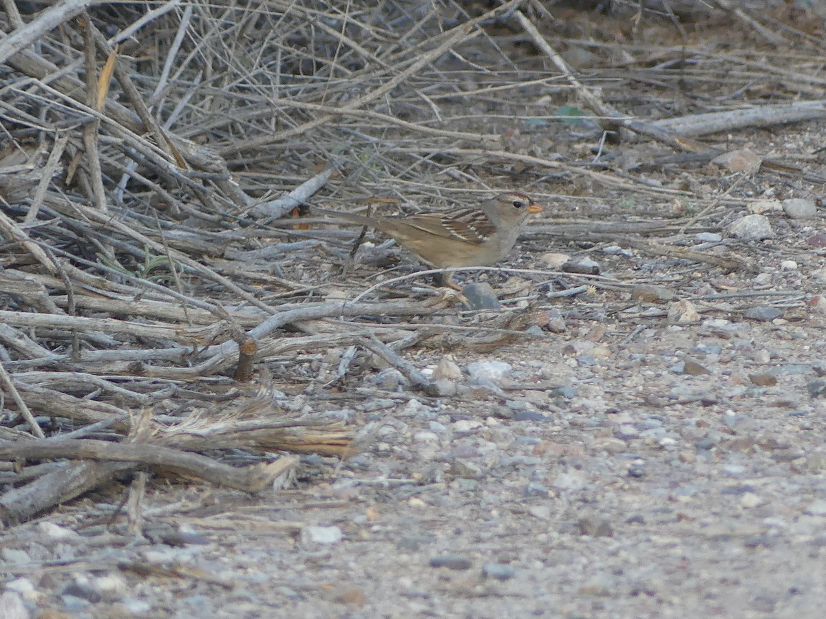 White-crowned Sparrow - ML651143358