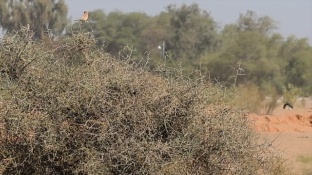 Kalapitari arrea - ML651143373